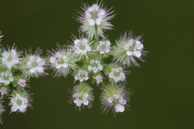 Torilis à folioles étroites, Torilis à feuilles ét Torilis leptophylla (L.) Rchb.f., 1867