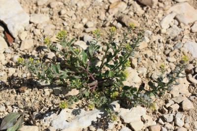 Alysson des champs Alyssum simplex Rudolphi, 1799