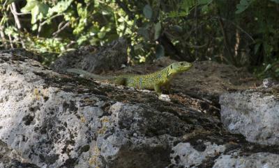 Lézard ocellé Timon lepidus (Daudin, 1802)