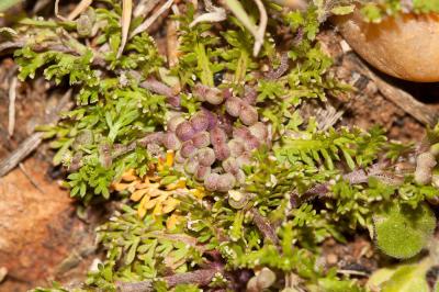Corne-de-cerf didyme Lepidium didymum L., 1767