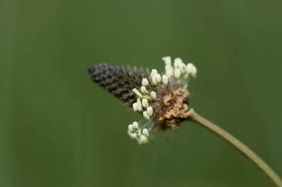 Plantain lancéolé, Herbe aux cinq coutures Plantago lanceolata L., 1753