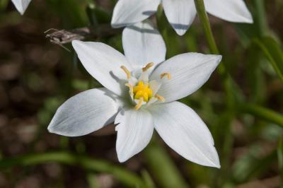 Ornithogale en ombelle, Dame-d'onze-heures, Ornith Ornithogalum umbellatum L., 1753