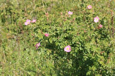  Rosa L., 1753