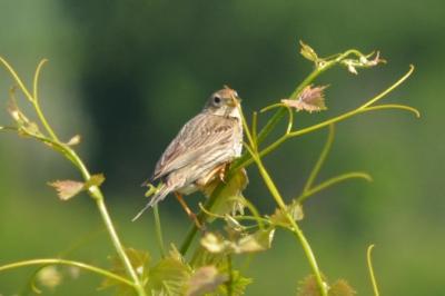 Bruant proyer Emberiza calandra Linnaeus, 1758