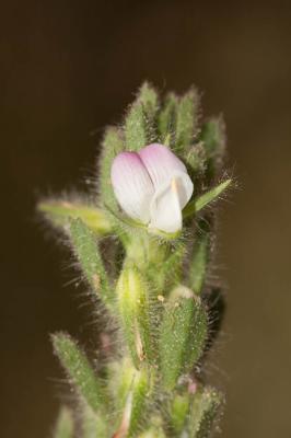 Bugrane à fleurs pendantes Ononis reclinata L., 1763
