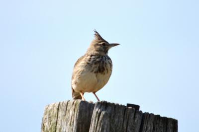 Cochevis huppé Galerida cristata (Linnaeus, 1758)