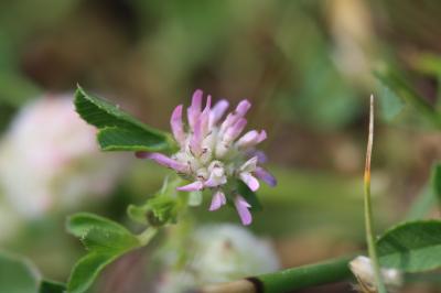 Trèle tomenteux, Trèfle cotonneux Trifolium tomentosum L., 1753