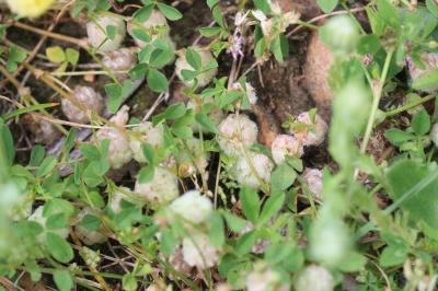 Trèle tomenteux, Trèfle cotonneux Trifolium tomentosum L., 1753