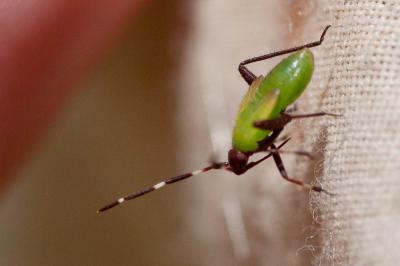  Adelphocoris vandalicus (Rossi, 1790)
