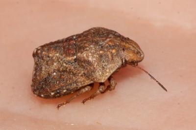  Psacasta tuberculata (Fabricius, 1781)