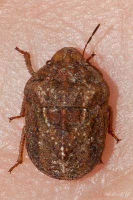  Psacasta tuberculata (Fabricius, 1781)