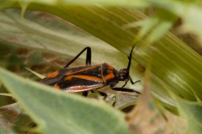  Brachycoleus triangularis (Goeze, 1778)