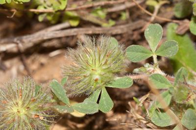Trèfle de Cherler Trifolium cherleri L., 1755