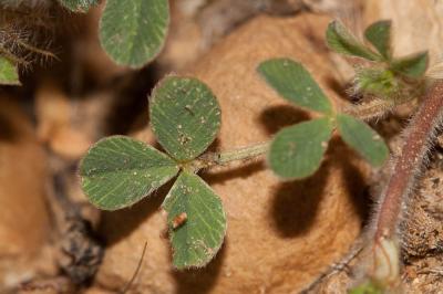 Trèfle de Cherler Trifolium cherleri L., 1755