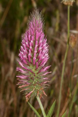 Trèfle pourpre Trifolium purpureum Loisel., 1807
