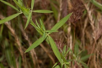 Trèfle pourpre Trifolium purpureum Loisel., 1807