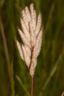 Brome mou Bromus hordeaceus L., 1753