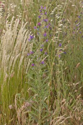 Vipérine commune, Vipérine vulgaire Echium vulgare L., 1753