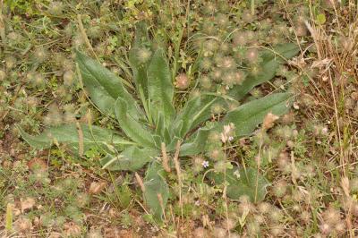 Vipérine d'Italie, Vipérine des Albères Echium italicum L., 1753
