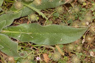 Vipérine d'Italie, Vipérine des Albères Echium italicum L., 1753