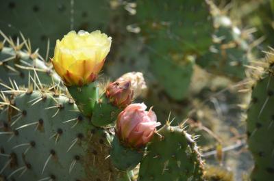 Figuier de Barbarie, Figuier d'Inde Opuntia ficus-indica (L.) Mill., 1768