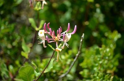 Chèvrefeuille des bois, Cranquillier Lonicera periclymenum L., 1753