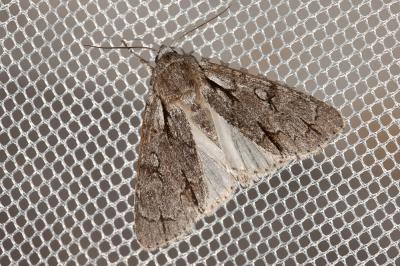 Psi (Le) Acronicta psi (Linnaeus, 1758)
