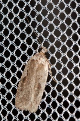  Agonopterix ocellana (Fabricius, 1775)