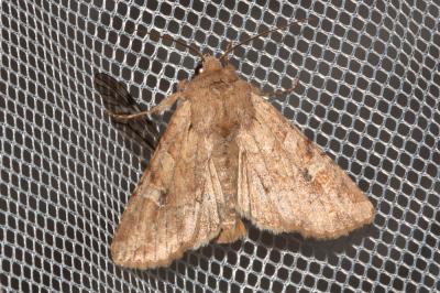 Noctuelle basilaire (La) Apamea sordens (Hufnagel, 1766)