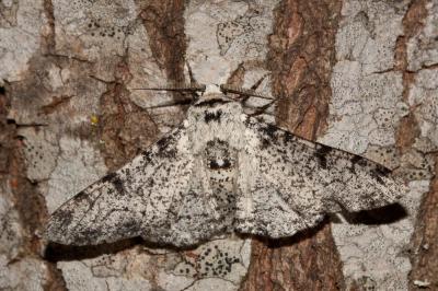 Phalène du Bouleau (La), Biston du Bouleau (Le) Biston betularia (Linnaeus, 1758)