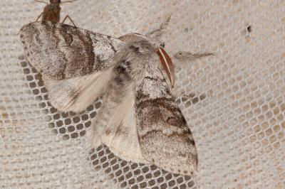 Pudibonde (La), Patte-Etendue (La) Calliteara pudibunda (Linnaeus, 1758)
