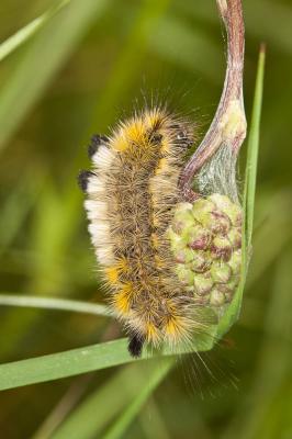 Bombyx porte-brosses (Le) Gynaephora fascelina (Linnaeus, 1758)