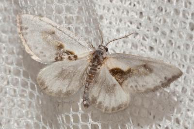 Petite Epine (La) Cilix glaucata (Scopoli, 1763)