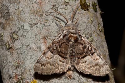 Noctuelle du Coudrier (La) Colocasia coryli (Linnaeus, 1758)