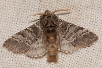 Demi-Lune noire (La) Drymonia ruficornis (Hufnagel, 1766)