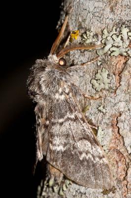Demi-Lune noire (La) Drymonia ruficornis (Hufnagel, 1766)