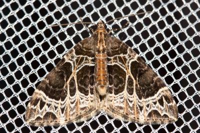 Cidarie ochracée (La) Ecliptopera silaceata (Denis & Schiffermüller, 1775)
