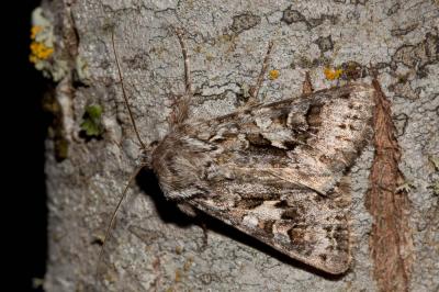 Noctuelle dentine (La) Hada plebeja (Linnaeus, 1760)