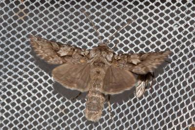 Noctuelle dentine (La) Hada plebeja (Linnaeus, 1760)