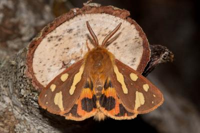 Ecaille des steppes (L') Hyphoraia testudinaria (Geoffroy in Fourcroy, 1785)