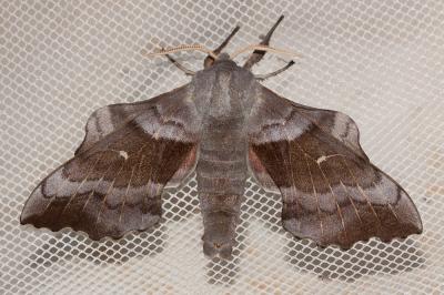 Sphinx du Peuplier (Le) Laothoe populi (Linnaeus, 1758)