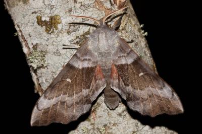 Sphinx du Peuplier (Le) Laothoe populi (Linnaeus, 1758)