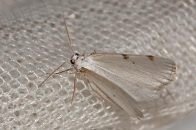 Phalène à deux taches (La) Lomographa bimaculata (Fabricius, 1775)