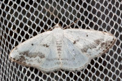 Phalène satinée (La) Lomographa temerata (Denis & Schiffermüller, 1775)