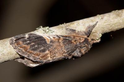 Dromadaire (Le) Notodonta tritophus (Denis & Schiffermüller, 1775)