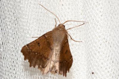 Ennomos dentelé (L') Odontopera bidentata (Clerck, 1759)