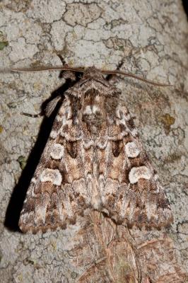 Coureuse (La) Pachetra sagittigera (Hufnagel, 1766)