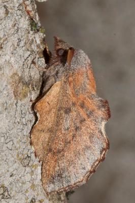 Petite Feuille-Morte (La), Feuille-Morte du Trembl Phyllodesma tremulifolium (Hübner, 1810)