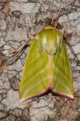 Halias du Hêtre (La) Pseudoips prasinana (Linnaeus, 1758)