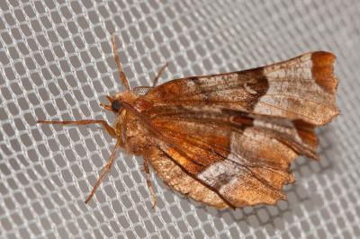 Ennomos illustre (L') Selenia tetralunaria (Hufnagel, 1767)